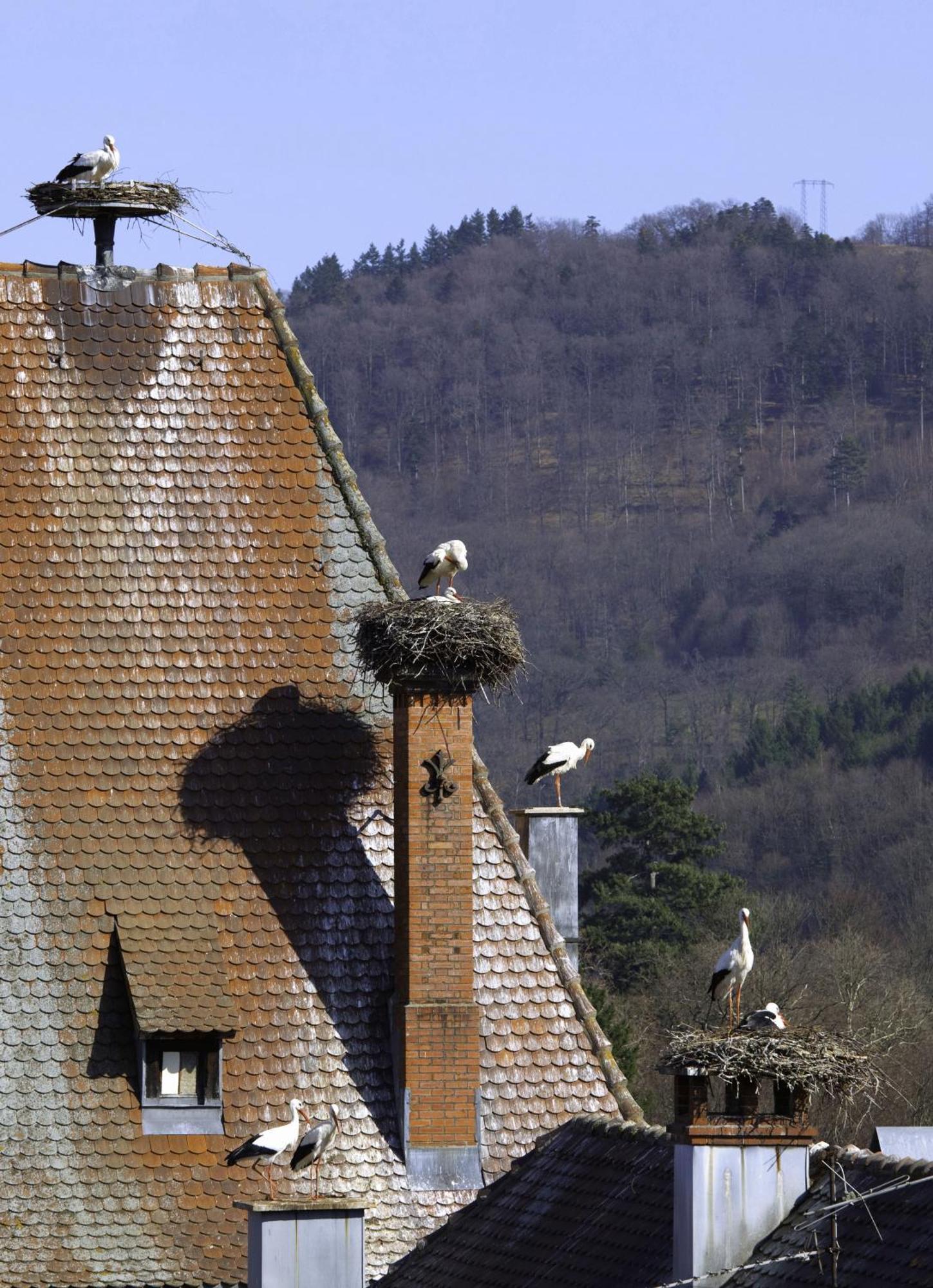Hotel Deybach Munster  Dış mekan fotoğraf